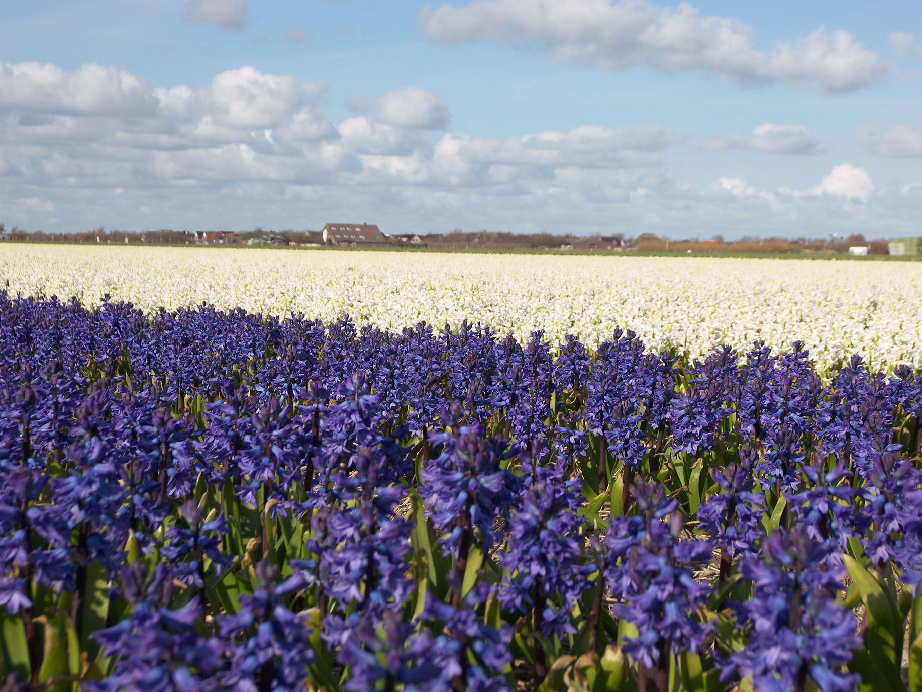 100_1717_Omgeving_2K_Q8 Bloembollenveld met paarse en witte bloeiende hyacinten.